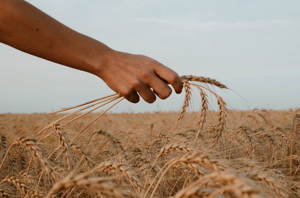 Crops in the fields during autumn season