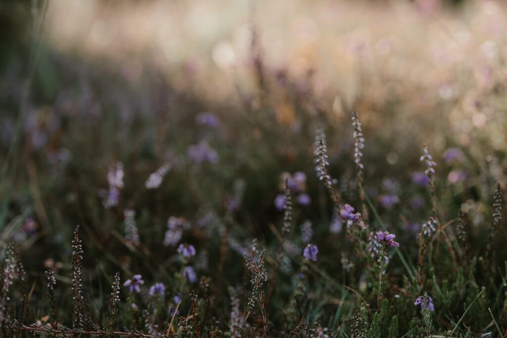 Heather in late summer 