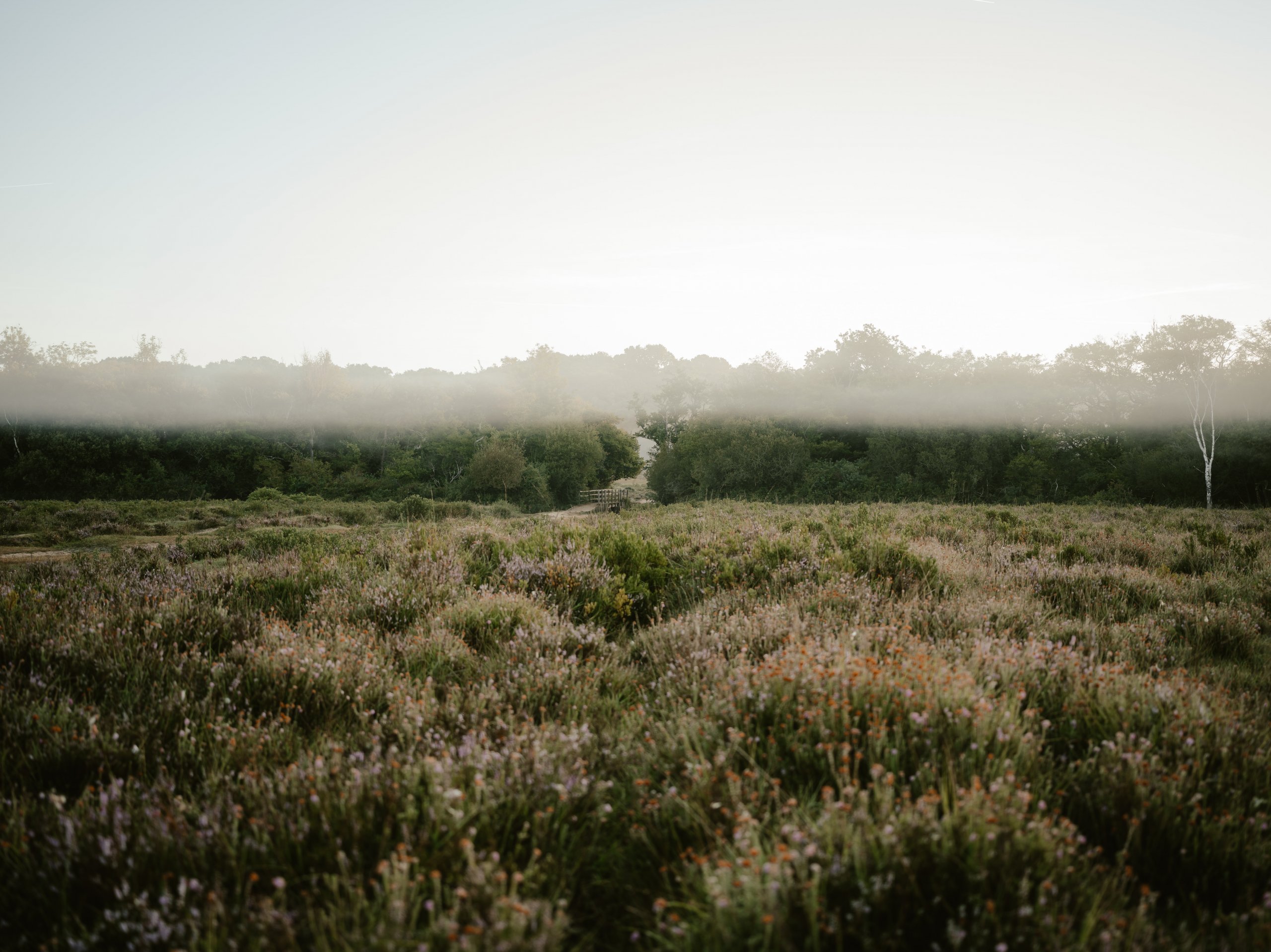 Beautiful fields of lilac heather in autumn. Photo credit Annie Spratt via Unsplash