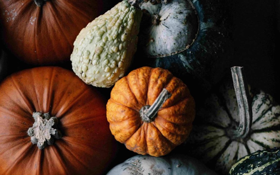 a collection of colourful pumpkins and squash for halloween and samhain celebrations