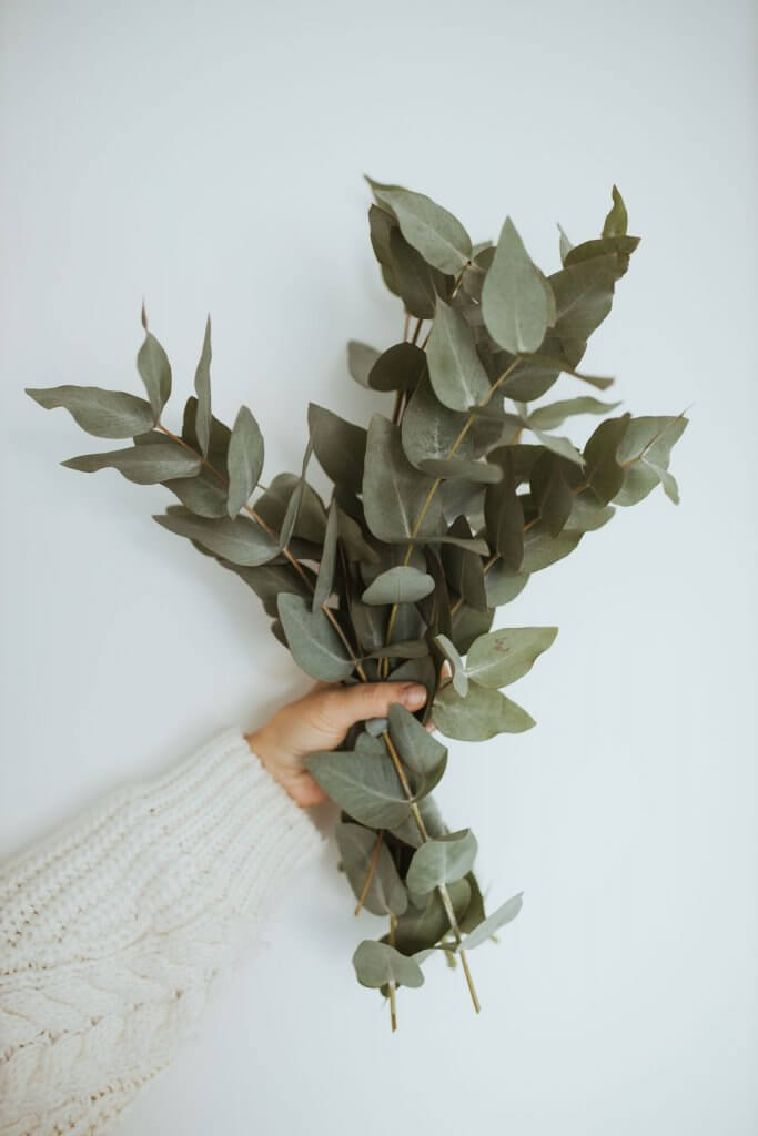 A hand holding a bunch of fresh eucalyptus