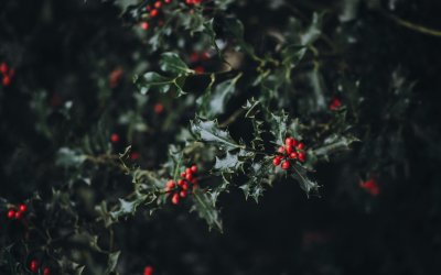 The Holly and the Ivy – what is the festive folklore behind our Christmas greenery?