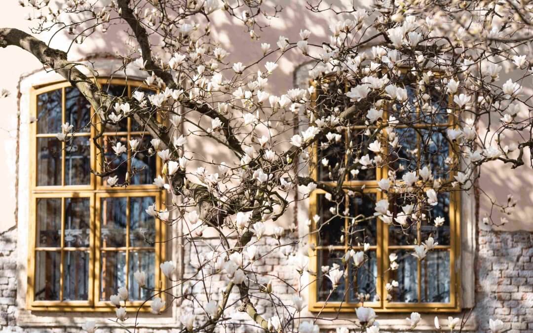spring magnolia blossom and yellow windows