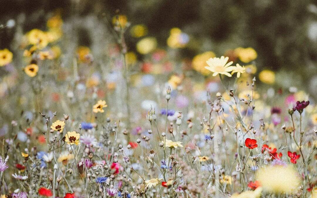 wildflowers in the meadow