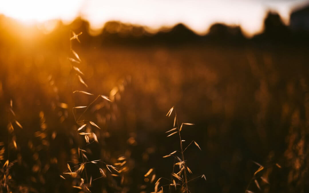 4 Ways To Make The Most Of Late Summer: Easy Ideas for Enjoying the Last Days of the Summer Season