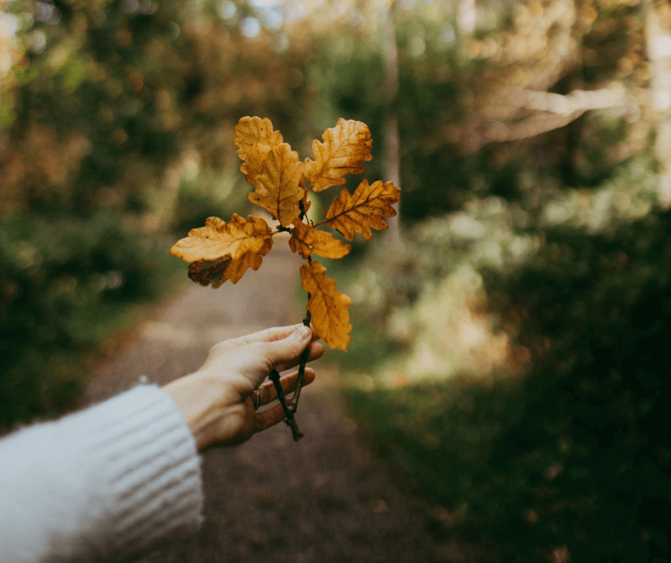Beautiful fields of lilac heather in autumn. Photo credit Annie Spratt via Unsplash